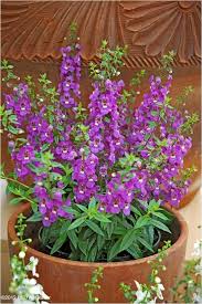 Give proper care to container plants
